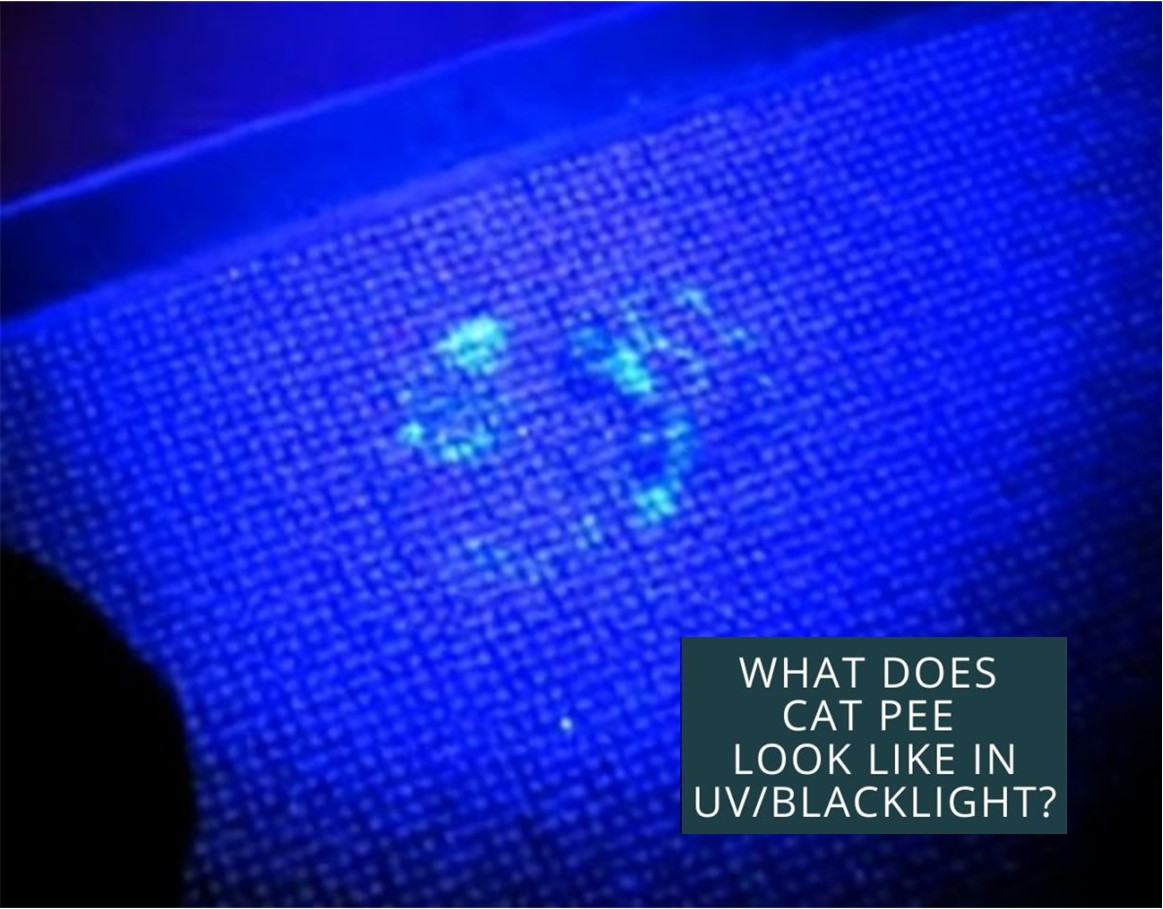 Black light 